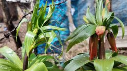 Hakkari ve Şırnak'ta bulunuyor: Yılın 20 g&uuml;n&uuml; yaşıyor!