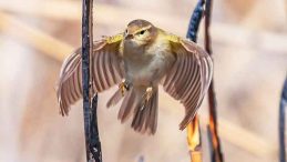 Hoş geldin &Ccedil;ıvgın