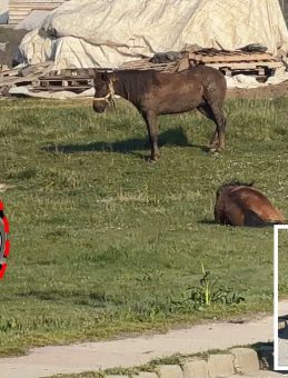 İstanbul’da akılalmaz olay! Kontrolden çıkan at araçları paramparça etti: O anlar kameraya böyle yansıdı