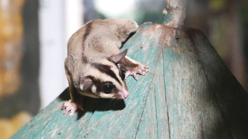 Ka&ccedil;ak bakılıyorlardı… 33 u&ccedil;an sincap korumaya alındı