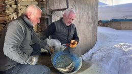 Karlar i&ccedil;inde buldu, her g&uuml;n balıkla besleyip iyileştirdi