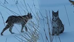 Karlı arazide dolaşırken g&ouml;r&uuml;ld&uuml;: K&ouml;yde b&uuml;y&uuml;k bir heyecan yarattı