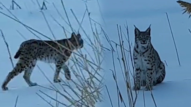 Karlı arazide dolaşırken g&ouml;r&uuml;ld&uuml;: K&ouml;yde b&uuml;y&uuml;k bir heyecan yarattı