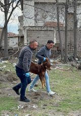 Kayseri&rsquo;de Başıboş K&ouml;pek Dehşeti: 3 Yaşındaki &Ccedil;ocuk Ağır Yaralandı
