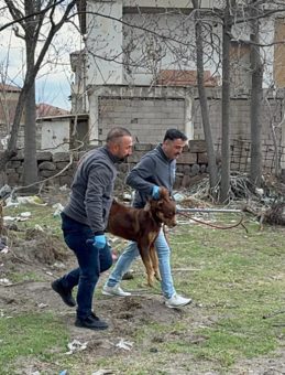 Kayseri&rsquo;de Başıboş K&ouml;pek Dehşeti: 3 Yaşındaki &Ccedil;ocuk Ağır Yaralandı
