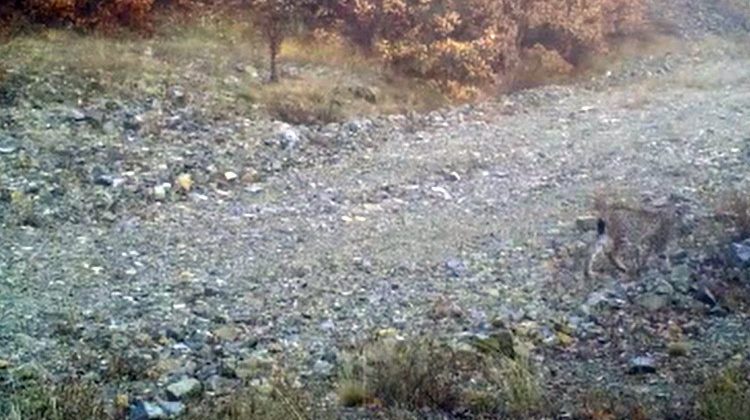 Kırmızı listede yer alıyor! 'Ormanın Hayaleti' Kırıkkale'de ortaya &ccedil;ıktı