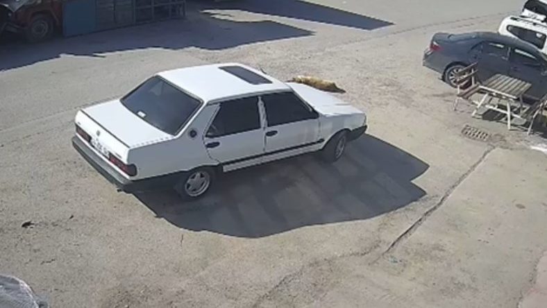 K&ouml;peğin &Uuml;zerinden Otomobili ile Ge&ccedil;ip, S&uuml;r&uuml;kleyen S&uuml;r&uuml;c&uuml; G&ouml;zaltında