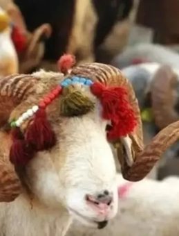 KURBAN BAYRAMI TARİHİ 2026: Kurban Bayramı ne zaman, hangi tarihlere denk geliyor? İşte takvim!