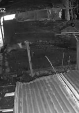 K&uuml;mese giren kurt, kazı alıp b&ouml;yle ka&ccedil;tı