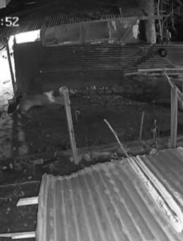 K&uuml;mese giren kurt, kazı alıp b&ouml;yle ka&ccedil;tı