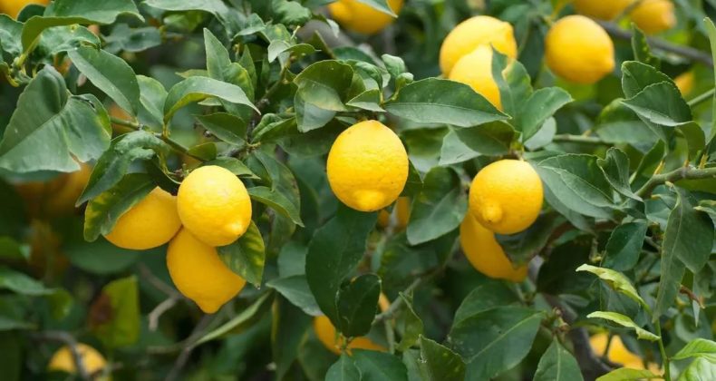 Limonda G&uuml;mr&uuml;k Vergisi Yeniden D&uuml;zenlendi