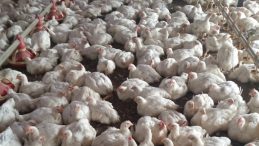 Mersin'de Bir Tavuk &Ccedil;iftliğinde Kuş Gribi Tespit Edildi