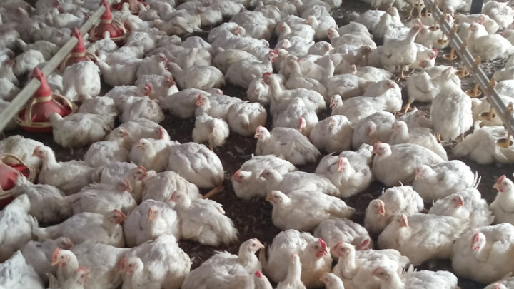 Mersin'de Bir Tavuk &Ccedil;iftliğinde Kuş Gribi Tespit Edildi