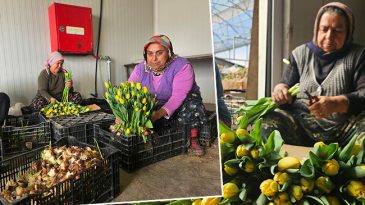 Ne toprak var ne g&uuml;bre: Su kullanılarak yapılıyor! 1 ay sonra hazır oluyor | 'T&uuml;rkiye'de bu işin başka bir &ouml;rneği yok'