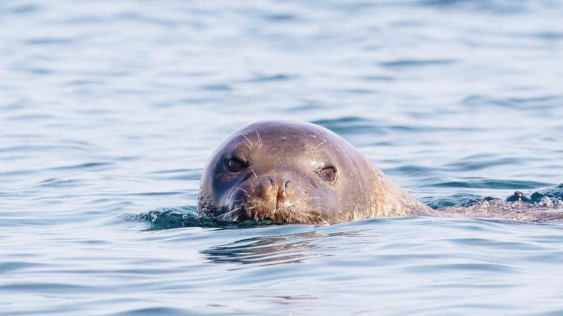 Orası rant kapısı değil fok yuvası