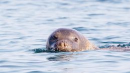 Orası rant kapısı değil fok yuvası