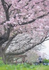 Sakura Zamanı