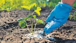 Savaş gıda krizini tetikler mi?