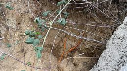 Site Bah&ccedil;esinde Esrarengiz Olay: Fidan Dikimi Sırasında İnsan Kemikleri Bulundu!