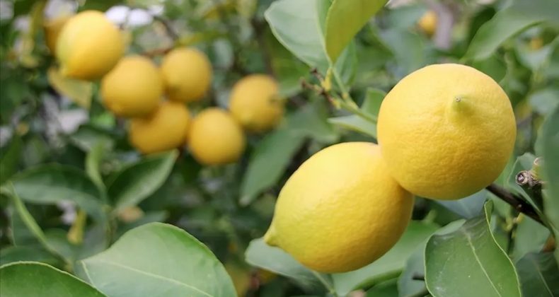 Tarladan &ccedil;ıkışı 5 kat arttı! Limon &uuml;retici fiyatında b&uuml;y&uuml;k artış