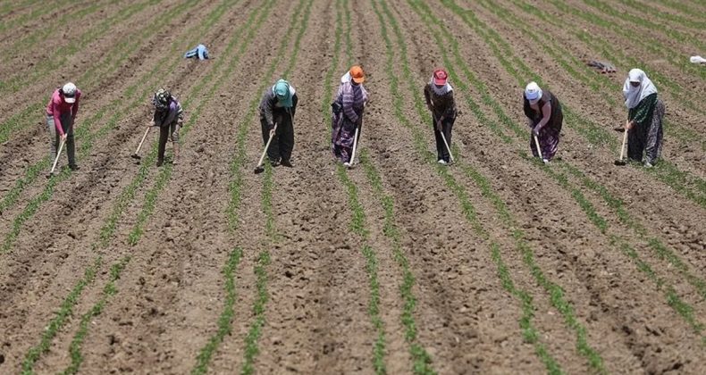 T&Uuml;İK a&ccedil;ıkladı: Mevsimlik tarım iş&ccedil;ilerinin g&uuml;nl&uuml;k &uuml;cretleri arttı