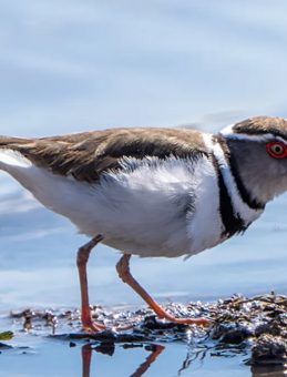 T&uuml;rkiye'de İlk Kez G&ouml;r&uuml;ld&uuml;! Bu Kuşun &Ouml;yle Bir &Ouml;zelliği Var Ki&hellip;