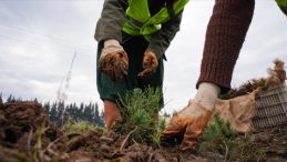 T&uuml;rkiye'nin ciğerleri yangına karşı korunuyor! Ormanların bakımı i&ccedil;in 2,2 milyar lira harcandı