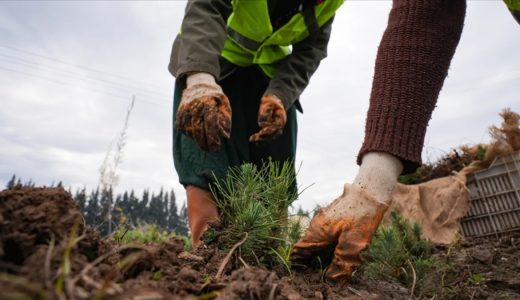 T&uuml;rkiye'nin ciğerleri yangına karşı korunuyor! Ormanların bakımı i&ccedil;in 2,2 milyar lira harcandı