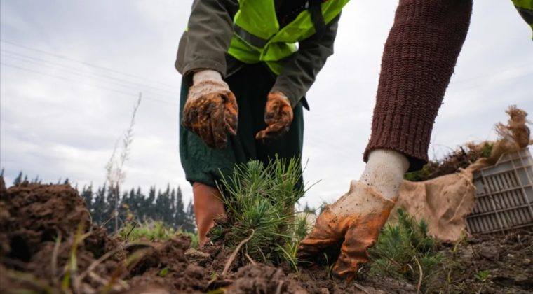T&uuml;rkiye'nin ciğerleri yangına karşı korunuyor! Ormanların bakımı i&ccedil;in 2,2 milyar lira harcandı