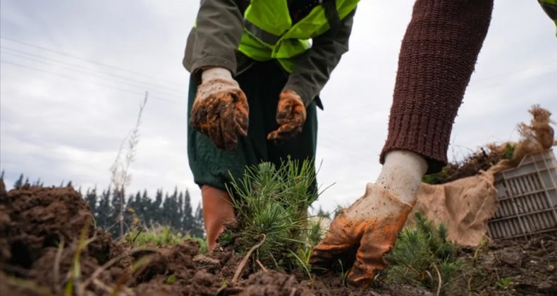 T&uuml;rkiye'nin ciğerleri yangına karşı korunuyor! Ormanların bakımı i&ccedil;in 2,2 milyar lira harcandı
