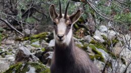 T&uuml;rkiye&rsquo;de sadece G&uuml;m&uuml;şhane&rsquo;de g&ouml;r&uuml;l&uuml;yor: Cazibe merkezi haline geldi
