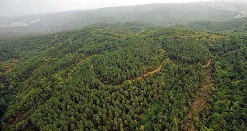 Yeni Milli Parklar Kanunu yayımlandı: İhlal edenlere para ve hapis cezası!