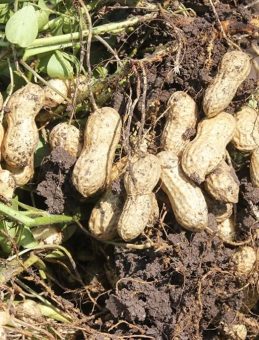 Yer Fıstığının Kabuğundaki Mucize