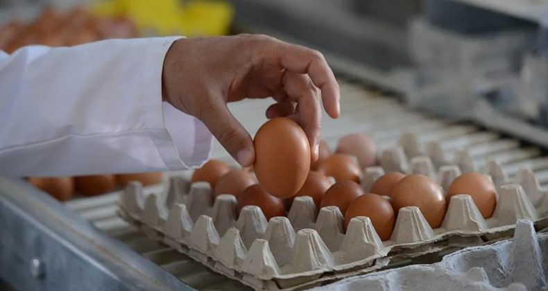 Yumurta &uuml;retiminde 2022'den bu yana en y&uuml;ksek seviye! 1,90 milyar adete ulaştı
