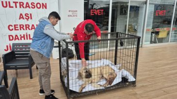 Zonguldak'ta kayıp ilanı verdiği k&ouml;peğini vurulmuş halde buldu! Ş&uuml;pheli tutuklandı