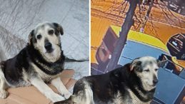 10 yıldan fazla s&uuml;redir aynı yerde yatıyordu | Kadık&ouml;y'&uuml;n 'Pakize'sini &ouml;ld&uuml;r&uuml;p ka&ccedil;tılar