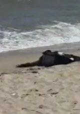 40 g&uuml;nd&uuml;r aranan şahsın cesedi Karaburun&rsquo;da sahile vurdu
