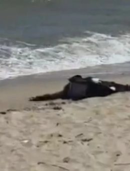 40 g&uuml;nd&uuml;r aranan şahsın cesedi Karaburun&rsquo;da sahile vurdu