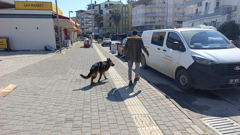 Köpek Kavgası