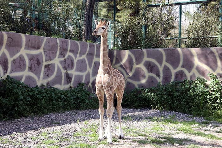 Zürafa ve Başkan Şahin