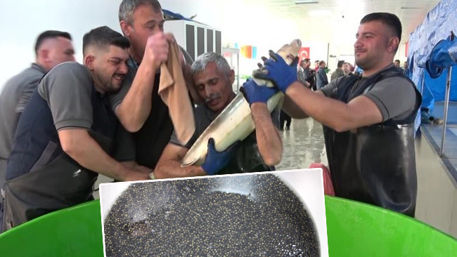 8 bin adedi Karadeniz'e bırakılacak: &Ccedil;iple takip edecekler! Kilosu 2 bin dolardan satılıyor