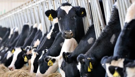 887 bin ton inek s&uuml;t&uuml; toplandı