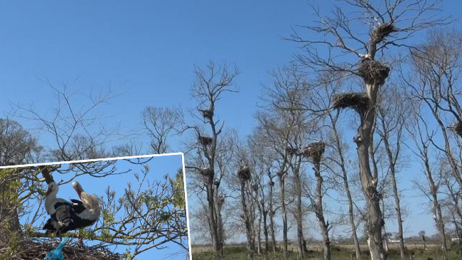 Afrika'dan 7 bin kilometre yol kat ederek geldiler: B&ouml;lgede 5 ay kalacaklar