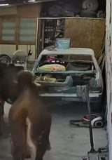 Ahırdan Ka&ccedil;an Danalar Oto Tamirciyi Bastı, O Anlar Kamerada