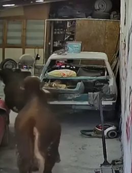 Ahırdan Ka&ccedil;an Danalar Oto Tamirciyi Bastı, O Anlar Kamerada