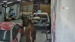 Ahırdan Ka&ccedil;an Danalar Oto Tamirciyi Bastı, O Anlar Kamerada