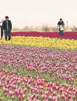 Anadolu'da Lale Devri