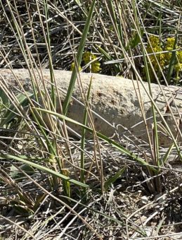 Ankara&rsquo;da akılalmaz olay: Mantar ararken, top mermisi buldu!