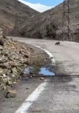 Anne ayı ve yavruları yolda g&ouml;r&uuml;nt&uuml;lendi