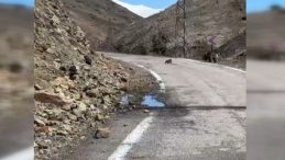 Anne ayı ve yavruları yolda g&ouml;r&uuml;nt&uuml;lendi
